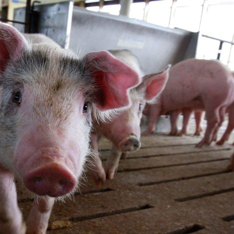 PORK PROTEST: Mexico to Impose HUGE TAX on US Pig Products