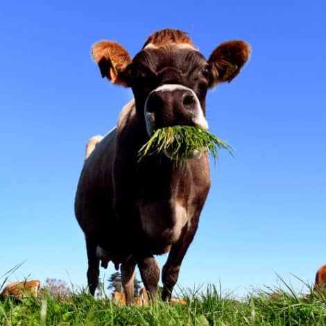 GREEN NEW MEAL: UN Scientists Say ‘Rich Countries’ Should ‘Eat Less Meat’ to Protect Environment