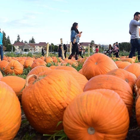 Tax Everything! New Jersey Government Confirms ‘Decorative Pumpkins’ Now Subject to Taxation