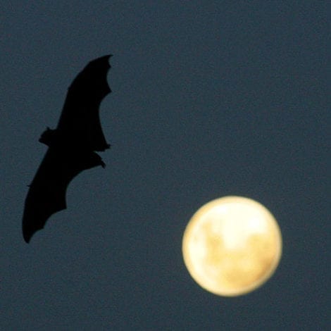 VIRUS UPDATE: Researchers Find More Evidence Deadly Disease Linked to BATS