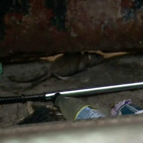 RAT CAPITAL: NYC Rat Population Explodes as Trash Piles Up, City Hall Cuts Garbage Pick-Ups 60%