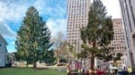 DE BLASIO’S NYC: Rockefeller Christmas Tree Mostly Destroyed in Transit, City Can’t Erect Properly