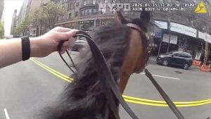 ALL THE RIGHT HOOVES: Wild NYPD Horseback Chase and Arrest Caught on Camera [WATCH]